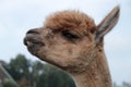 Close up funny alpaca head Royalty Free Stock Photo