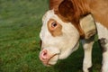 Close up of a funny brown and white spotted cow looking obliquely into the camera with rolling eyes, against a green background in Royalty Free Stock Photo