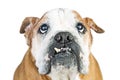 Close-up Funny Bulldog Lower Teeth Out Royalty Free Stock Photo