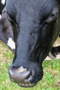 Close-up funny cow in green alpine meadows Royalty Free Stock Photo