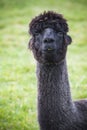 Close up funny face of black fur alpacas ,llama in natural field