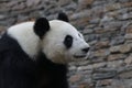 Giant Panda in China Royalty Free Stock Photo