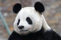 Giant Panda in China Royalty Free Stock Photo