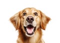 Close-up Funny Happy Dog Portrait Isolated