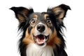 Close-up Funny Happy Dog Portrait Isolated