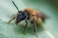 Close up funny little furry bee with big curious eyes and thick yellow hind legs Royalty Free Stock Photo