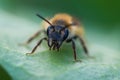 Close up funny little furry bee with big curious eyes and thick yellow hind legs Royalty Free Stock Photo