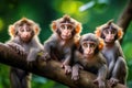 Close up of funny little monkeys sit on a branch in jungle looking ar camera with surprised and curious faces