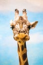 Close up funny looking giraffe head portrait Royalty Free Stock Photo