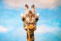 Close up funny looking giraffe head portrait Royalty Free Stock Photo