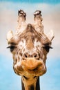 Close up funny looking giraffe head portrait Royalty Free Stock Photo