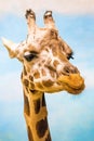 Close up funny looking giraffe head portrait Royalty Free Stock Photo