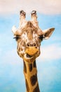 Close up funny looking giraffe head portrait Royalty Free Stock Photo