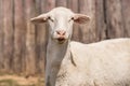 Funny Looking Sheep Looking at Camera Royalty Free Stock Photo