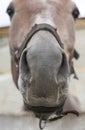 Close-up of funny muzzle of a mare. Portrait of a brown horse. Selective focus Royalty Free Stock Photo