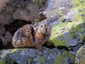 Close up of funny Pika Ochotona collaris sits on rocky in Altai mountain. Cute small mammal on bokeh background. Small pika rodent