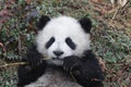 Little Baby Panda Cub in China