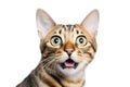 Close-up Funny Portrait of Surprised Bengal Cat