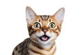 Close-up Funny Portrait of Surprised Bengal Cat Isolated on White and png Transparent Background Royalty Free Stock Photo