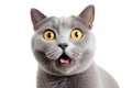 Close-up Funny Portrait of Surprised British Cat Isolated on White and png Transparent Background Royalty Free Stock Photo