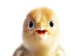 Close-up Funny Portrait of Surprised Chick