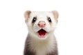 Close-up Funny Portrait of Surprised Ferret