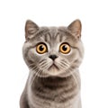 Close-up Funny Portrait of Surprised Gray Cat Royalty Free Stock Photo