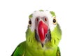 Close-up Funny Portrait of Surprised Green Parrot