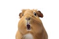 Close-up Funny Portrait of Surprised Guinea Pig