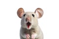Close-up Funny Portrait of Surprised Mouse
