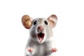 Close-up Funny Portrait of Surprised Mouse Isolated