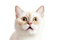 Close-up Funny Portrait of Surprised Munchkin Cat