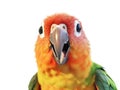 Close-up Funny Portrait of Surprised Parrot