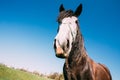 Close Up Of Funny Portrait On Wide Angle Lens Of Horse On Blue Sky Background Royalty Free Stock Photo