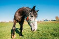 Close Up Of Funny Portrait On Wide Angle Lens Of Horse On Blue Sky Royalty Free Stock Photo