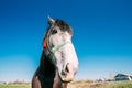 Close Up Of Funny Portrait On Wide Angle Lens Of Horse On Blue Sky Royalty Free Stock Photo