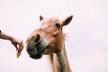 Close Up Of Funny Portrait On Wide Angle Lens Of Horse On White Background. Hand Of Person Feeding Horse With Biscuit Royalty Free Stock Photo