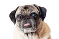 Close-up Funny Pug Dog Sticking Tongue Out
