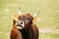 Close Up Of Funny Red Cow In Meadow Or Field Royalty Free Stock Photo