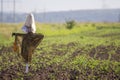 Close-up of funny scarecrow guarding from birds tender green sprouts in plowed field on blurred spring sunny rural background. Far