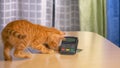 CLOSE UP: Funny shot of a baby cat sniffing around portable debit card terminal.