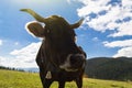 Cow in mountains at day, sunflare and sunny weather Royalty Free Stock Photo