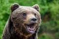 Close-up funny smile brown bear portrait. Danger animal in nature habitat Royalty Free Stock Photo