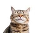 Close-up Funny Smiling Cat Portrait Isolated