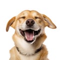 Close-up Funny Smiling Dog Portrait Isolated
