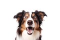 Close-up Funny Surprised Dog Portrait