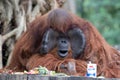 Close up Funny Urang-Utan , Pongo Pygmaes Royalty Free Stock Photo