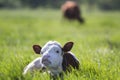 Close-up of funny white and brown calf looking in camera showing teeth laying in green field with fresh spring grass on blurred tr