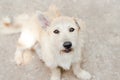 Close up of funny white dog face Royalty Free Stock Photo