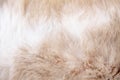 Fur cat texture , white with brown nature animal skin abstract for background